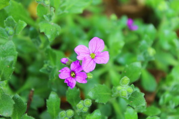 Geranie in grünem Hintergrund