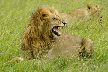 Fototapeta na wymiar Male lion making flehman face, Masai Mara Game Reserve, Kenya..