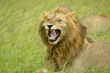 Male lion making flehman face, Masai Mara Game Reserve, Kenya