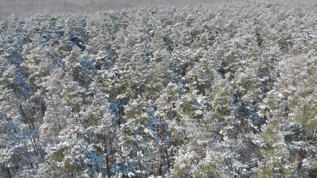Beautiful winter forest. The trees are covered with snow and frost. View from the verdu over the forest. Flight between trees.