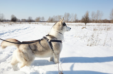 Husky dog stands in the snow and waiting for play