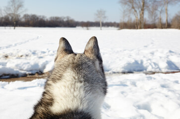 Husky dog stands in the snow and waiting for play