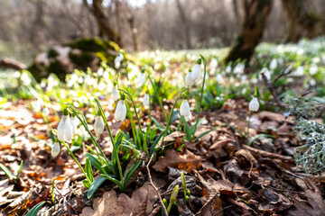 Naklejka na ściany i meble Snowdrops or Galanthus nivalis in the sunlight. A large field of snowdrops in the spring forest.