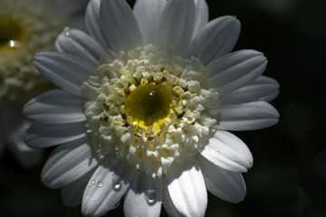 Close up of a flower in the garden. Daisy