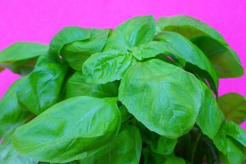 Bunch a fresh hydroponic basil leaves