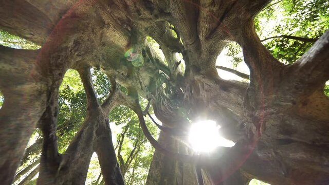 Amazing sunbeams shot inside a strangler fig or Ficus aurea Costa Rica travelling forward 