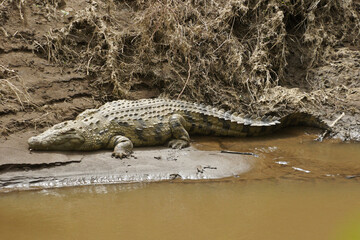 Nile crocodile sunning on bank of Mara River, Masai Mara Game Reserve, Kenya.