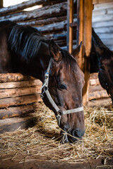 The horse's head is in the bridle in the stable, the horse is eating hay.