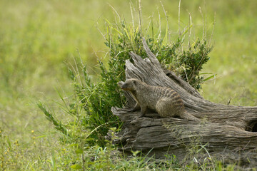 Banded mongoose sitting on dead tree, Masai Mara Game Reserve, Kenya
