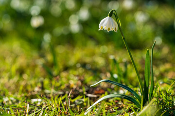 Frühlingsknotenblume