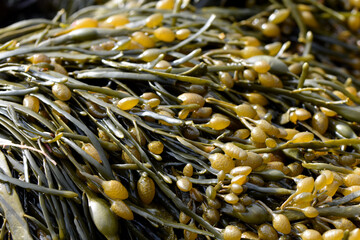 Sea algae photo horizontal macro ascophyllum nodosum background species
