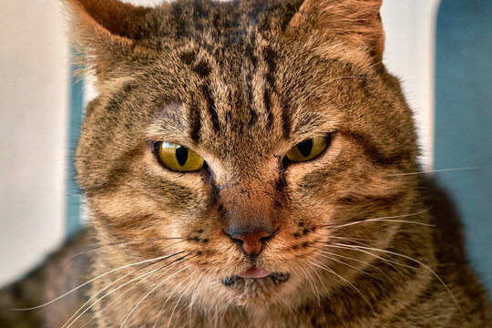Close up portrait of street cat dark mood