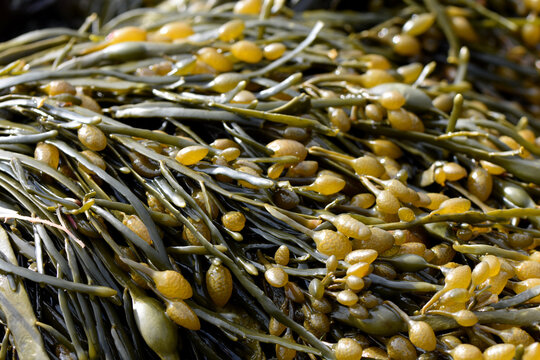 Sea algae photo horizontal macro ascophyllum nodosum background species
