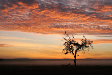 Fototapeta na wymiar Crowned cranes in tree with ground fog at sunrise, Masai Mara Game Reserve, Kenya