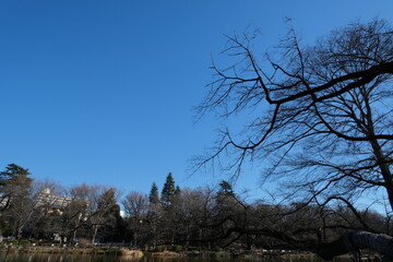 冬の澄んだ青空