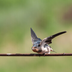 Barn swallow hirundo rustica, chick open wings