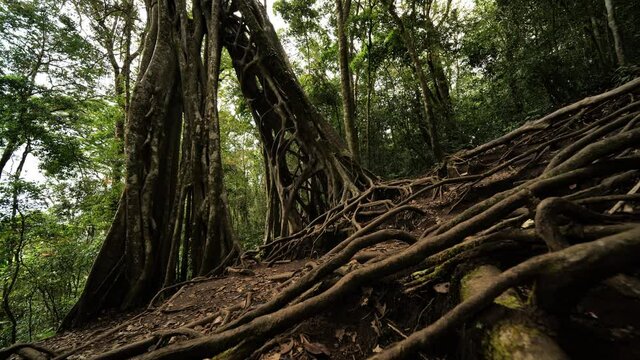travelling forward over dense ficus trees roots jungle Monteverde Costa Rica