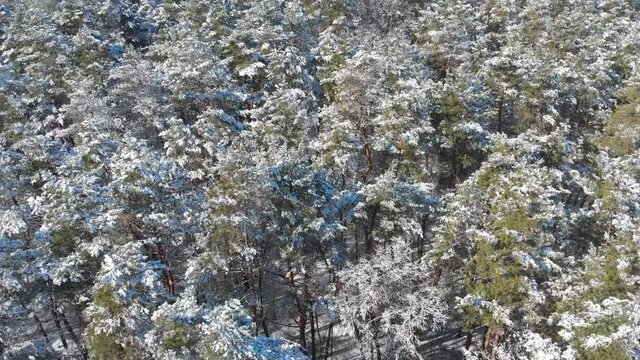 Beautiful winter forest. The trees are covered with snow and frost. View from the verdu over the forest. Flight between trees.