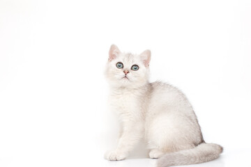 A beautiful white with a gray kitten British breed sits on a white background, looks up.