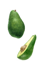 Watercolor set of illustrations of a whole and half green avocado. Food illustration. Realistic botanical illustration isolated on white background.