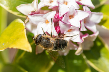 Macro shot of a bee pollinating a perfume princess Daphne flowers in bloom
