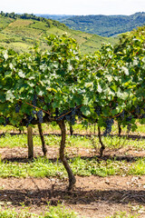 Fototapeta na wymiar Grapes in vineyards