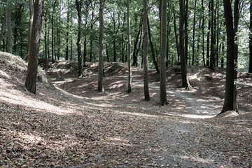 View of paths in the forest with hilly relief. Landscape concept, background.