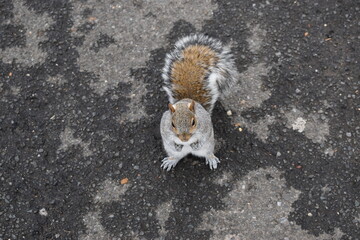 Grey Squirrel in New York City's Central Park
