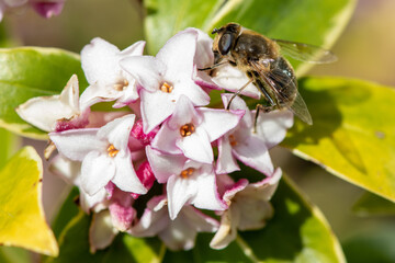Macro shot of a bee pollinating perfume princess Daphne flowers
