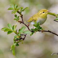 Bird Willow Warbler Phylloscopus trochilus. Close up