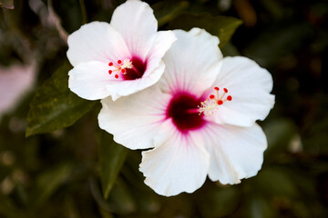 A beautiful delicate white hibiscus flower with a pink center. Spring flower. Green leaves.