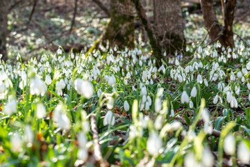Snowdrops or Galanthus nivalis in the sunlight. A large field of snowdrops in the spring forest.