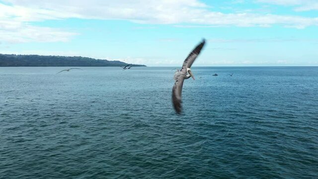 Pelicans flying overwater Costa rica aerial view pelecanus occidentalis