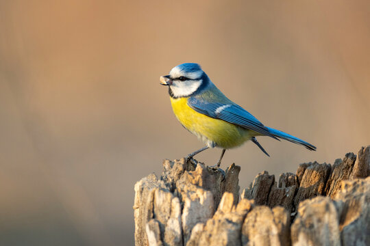 Blue tit Cyanistes caeruleus with peanuts in its beak. Beautiful background