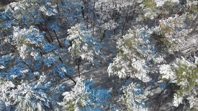 Beautiful winter forest. The trees are covered with snow and frost. View from the verdu over the forest. Flight between trees.