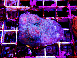 Chalice colorful coral in marine aquarium