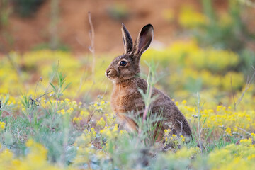 The European hare is sitting in the grass. Lepus europaeus © Tatiana