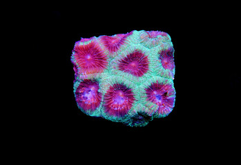 Favia pinapple small colony LPS coral 