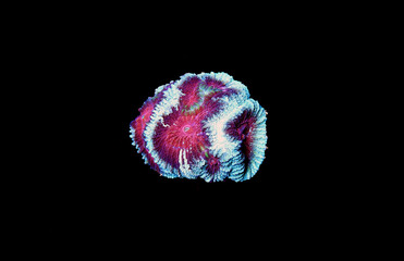 Favia pinapple small colony LPS coral 
