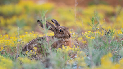 A European hare hides in the grass. Lepus europaeus
