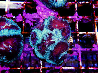 Favia pinapple small colony LPS coral 