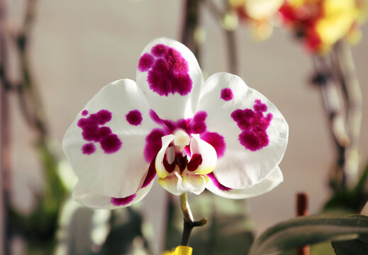 Bright Spring Fantom Beautiful Orchid Flower