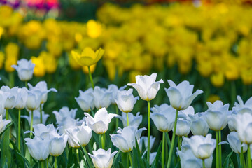 Beautiful bright colorful yellow, white blooming tulips on a large flowerbed in the city garden or flower farm field in springtime. Spring easter flower background.