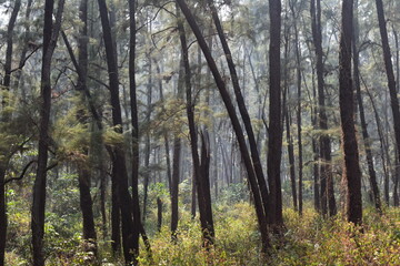 Fototapeta na wymiar Trees in a forest. 