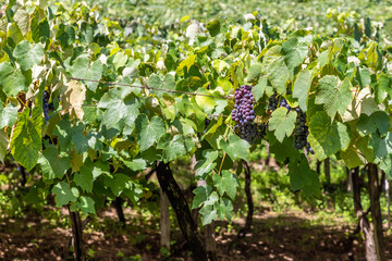 Grapes in vineyards