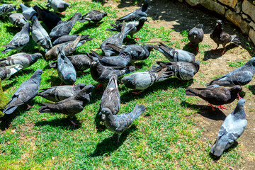 Pigeons on the lawn . Flock of birds grazing grass
