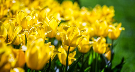 Close up of Beautiful bright colorful yellow blooming tulips on a large flowerbed in the city garden or flower farm field in springtime. Spring easter flower background.