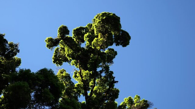 Giant tree with blue sky background Costa Rica cloud forest san gerardo 