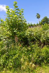 Flowers and trees around vineyards