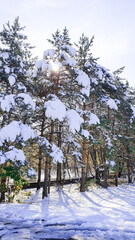 Winter day at forest concept. Snow cover the trees, branches, footpaths while sunbeams try melt it background, texture.